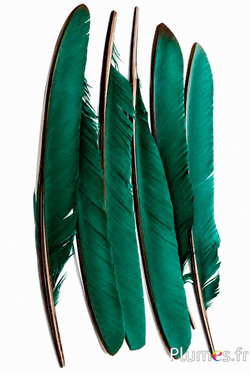 Pavone blu - 33-37 cm - smeraldo-bruno 